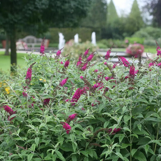 Miss Ruby Butterfly bush - LandscapeDirect
