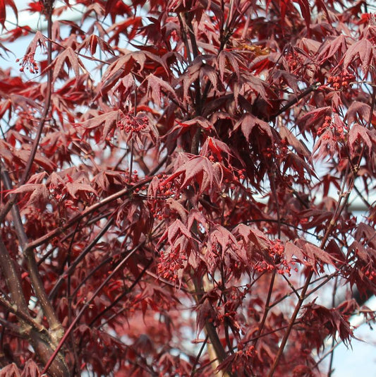 Moonfire Japanese Maple