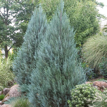 Moonglow Rocky Mountain Juniper - LandscapeDirect