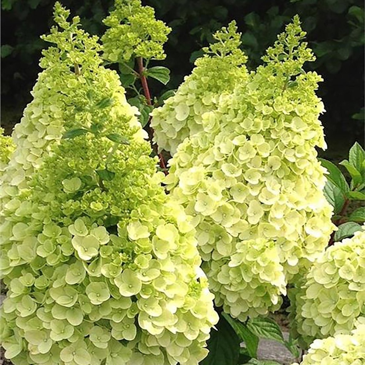 Moonrock Hydrangea - LandscapeDirect