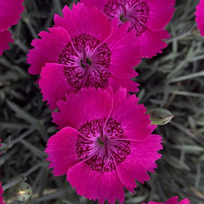 Neon Star Improved Star Single Pinks - LandscapeDirect