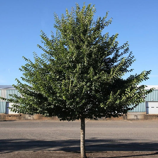 New Horizon Elm