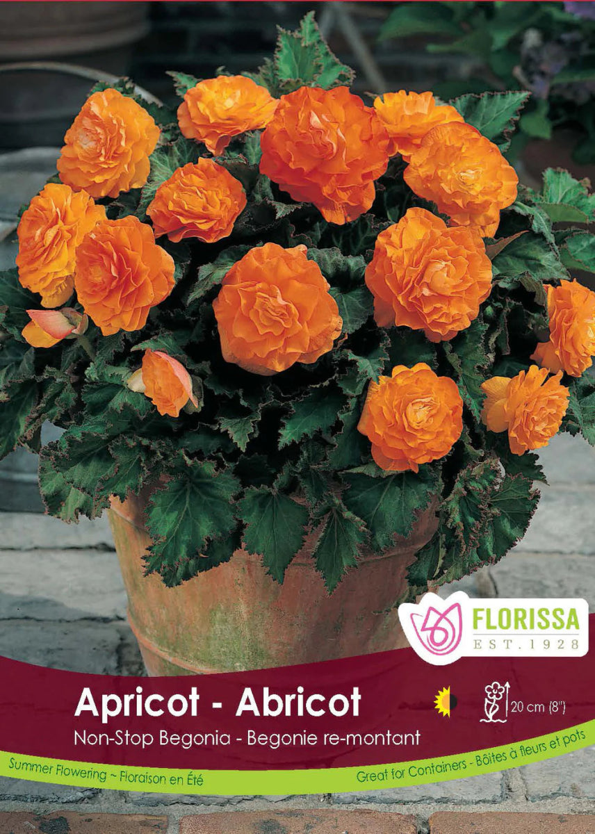 Non - stop Apricot Begonia - LandscapeDirect