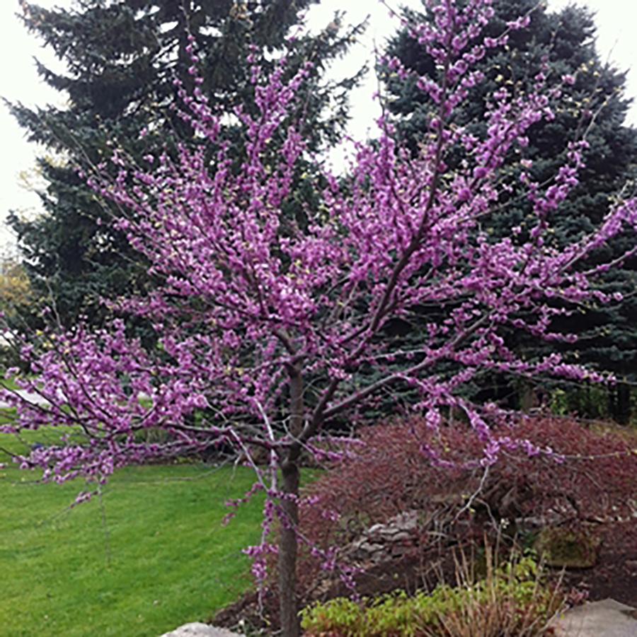 Northern Herald Redbud