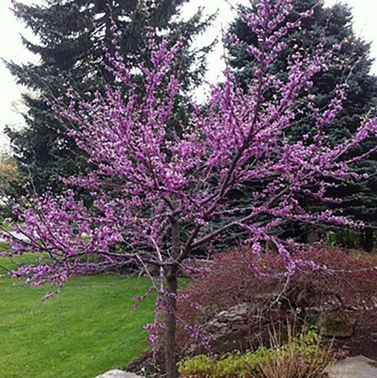 Northern Herald Redbud