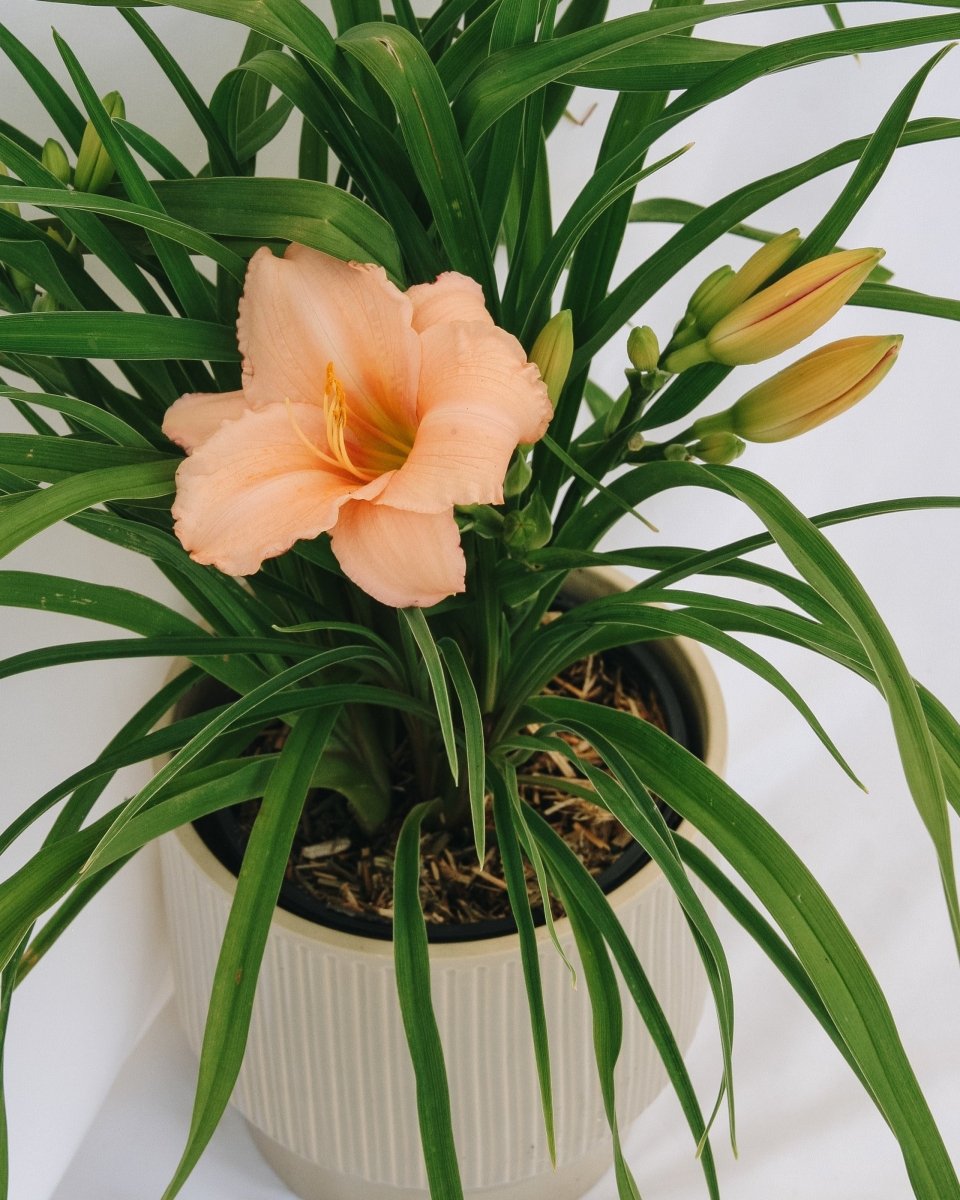 On and On Daylily - LandscapeDirect