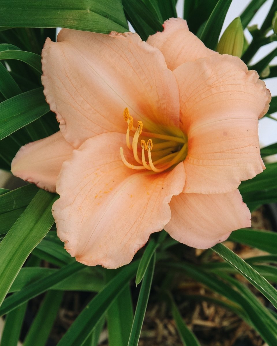 On and On Daylily - LandscapeDirect