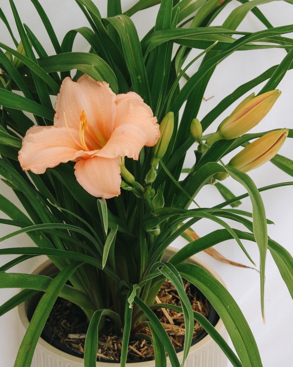 On and On Daylily - LandscapeDirect