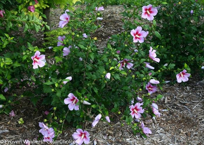 Orchid Satin Rose of Sharon