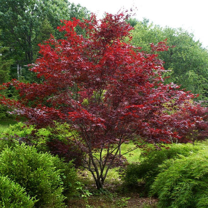 Oshio Beni Japanese Maple - LandscapeDirect