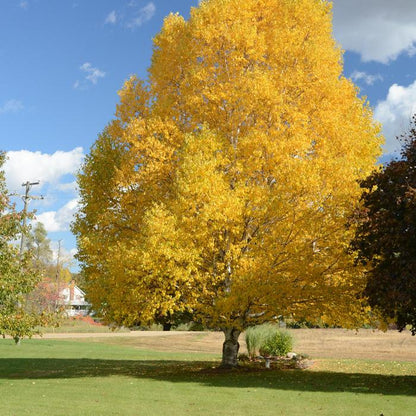 Paper Birch - Clump - LandscapeDirect