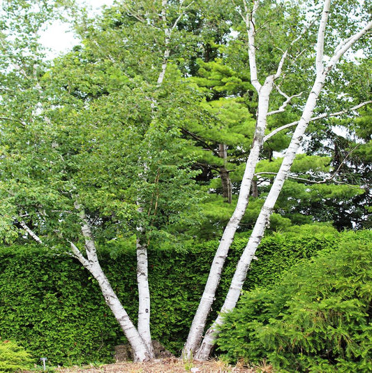 Paper Birch - Clump