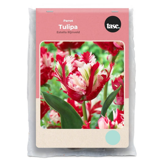 Parrot Estella Rijnveld Tulip - LandscapeDirect
