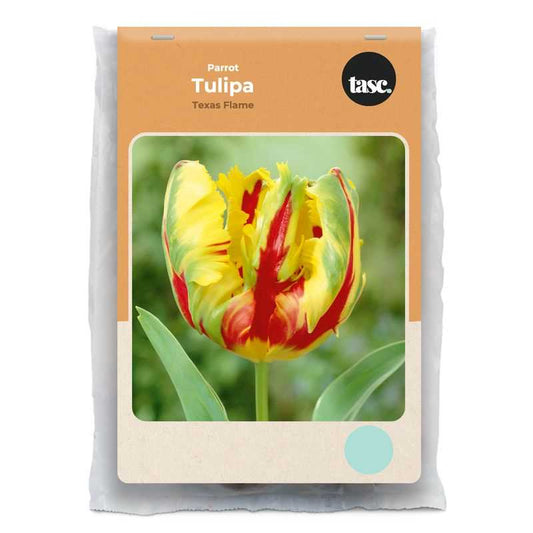 Parrot Texas Flame Tulip - LandscapeDirect