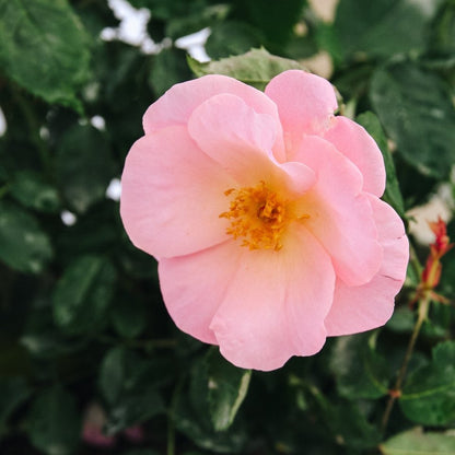 Peachy Knock Out Shrub Rose - LandscapeDirect