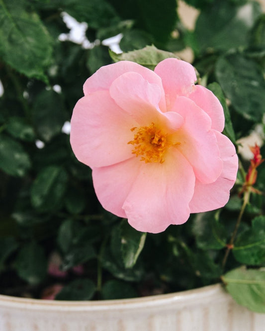 Peachy Knock Out Shrub Rose - LandscapeDirect