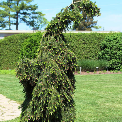 Pendula Bruns Serbian Spruce - LandscapeDirect