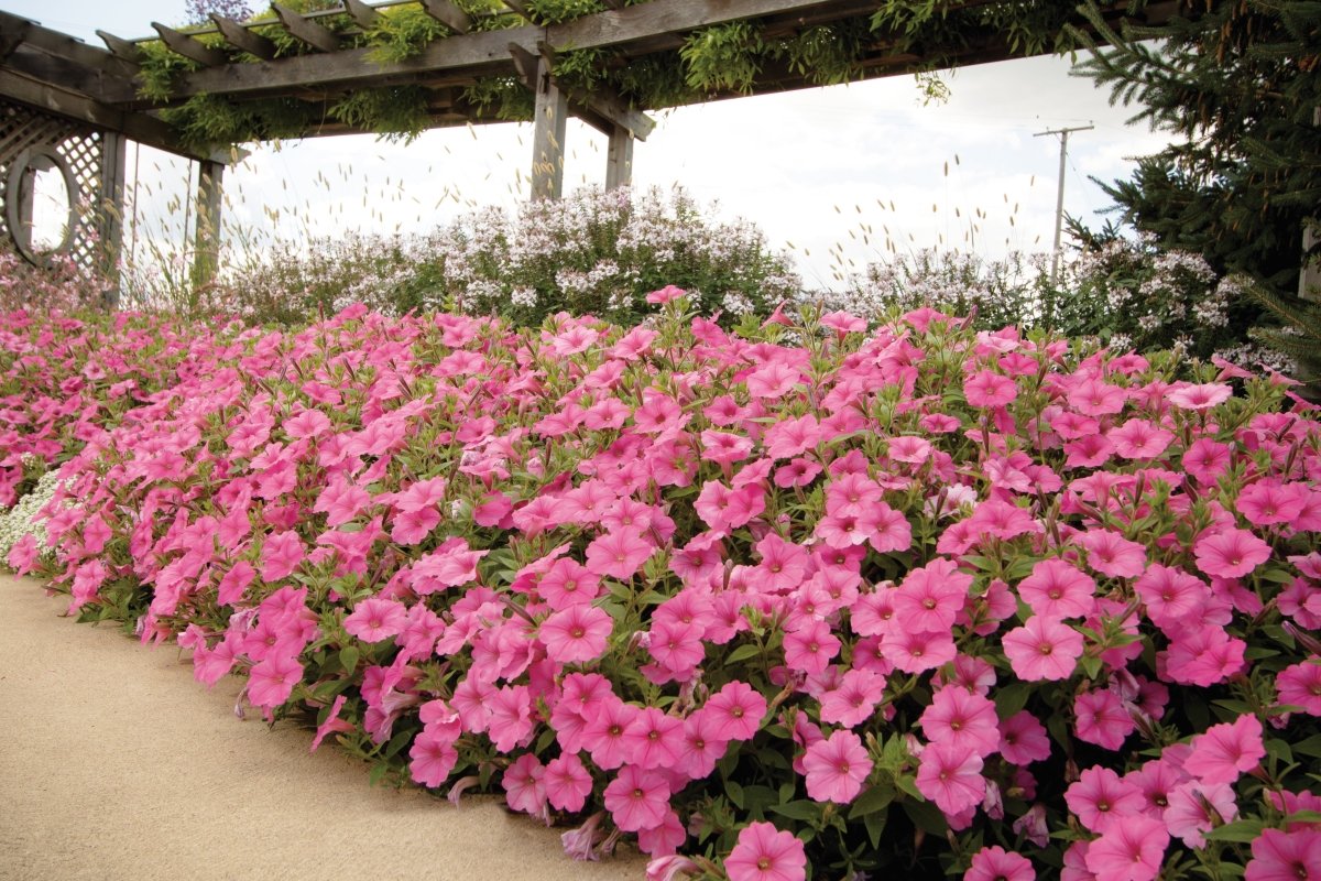 Petunia Supertunia Vista Bubblegum - LandscapeDirect