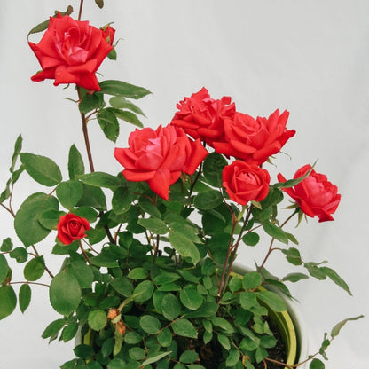 Pink Double Knock Out Rose - LandscapeDirect