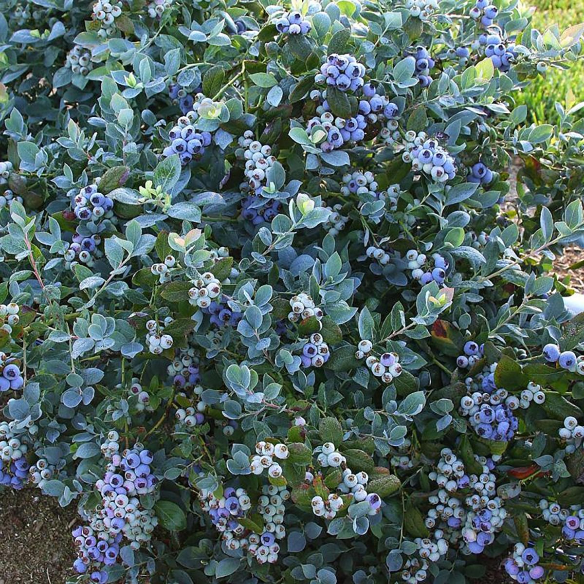 Pink Icing Blueberry - LandscapeDirect