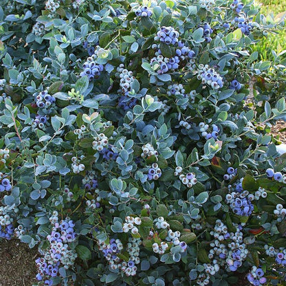Pink Icing Blueberry - LandscapeDirect