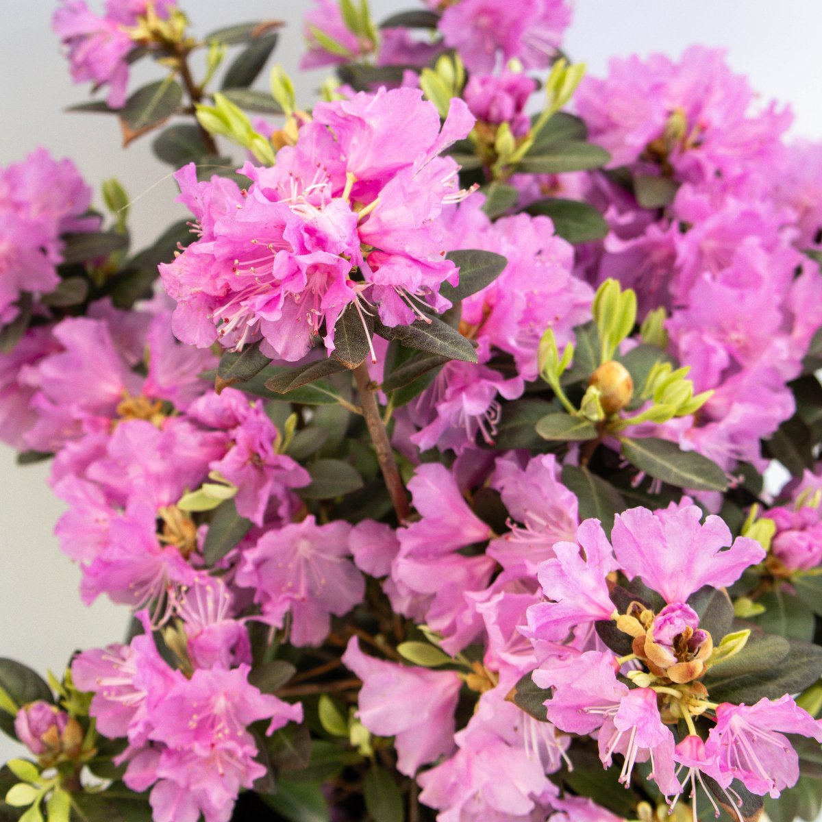 P.J.M. Elite Rhododendron - LandscapeDirect