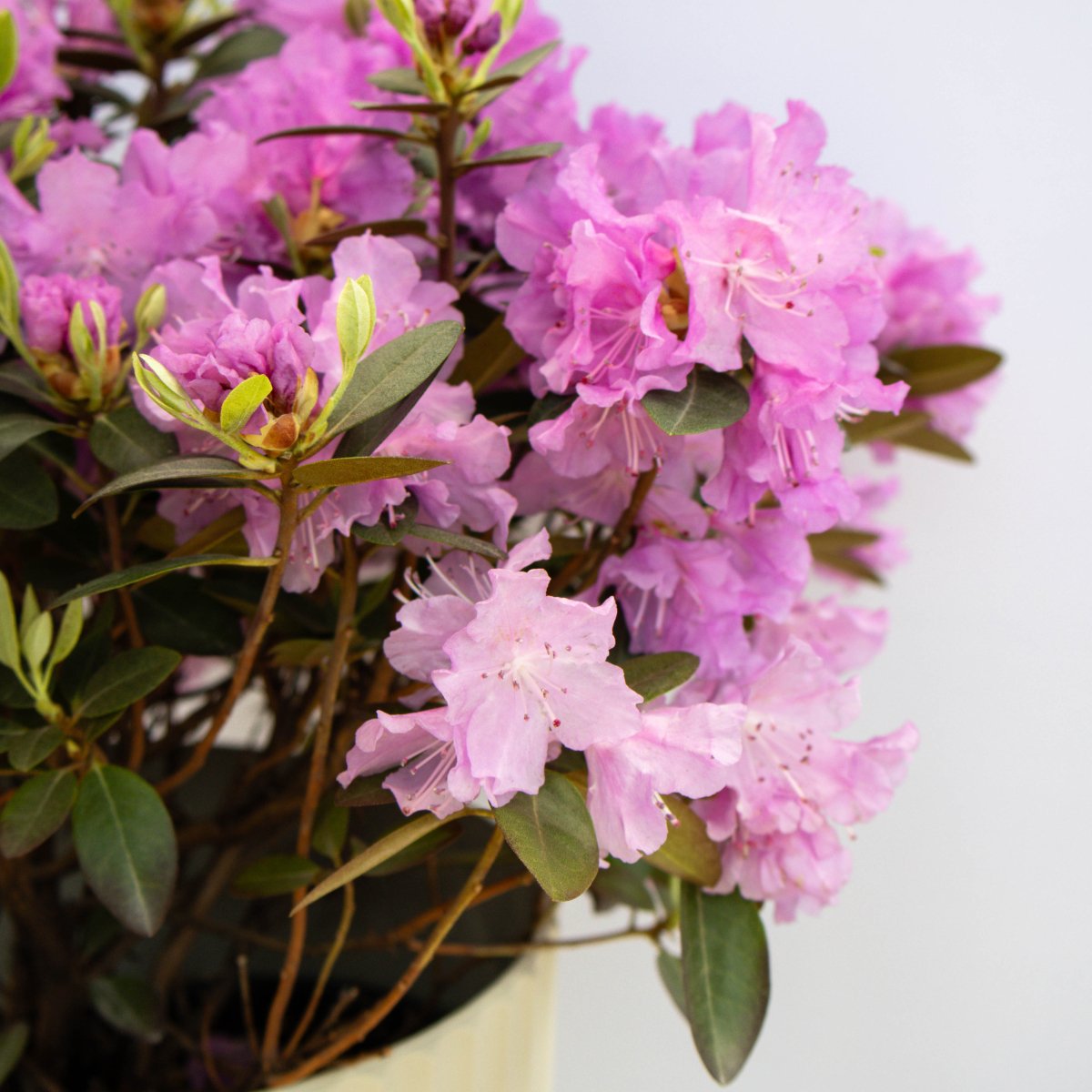 P.J.M. Elite Rhododendron - LandscapeDirect