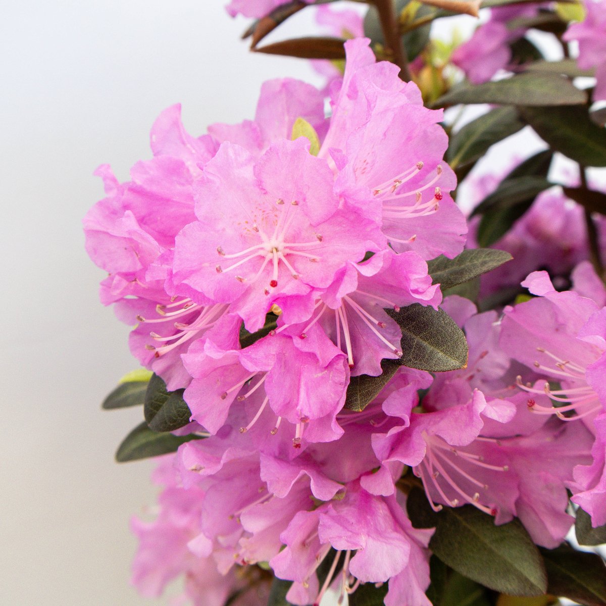P.J.M. Elite Rhododendron - LandscapeDirect
