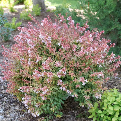 Poco Loco Abelia - LandscapeDirect
