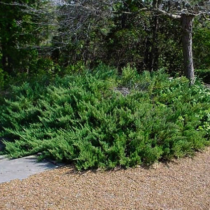 Prince of Wales Juniper - LandscapeDirect