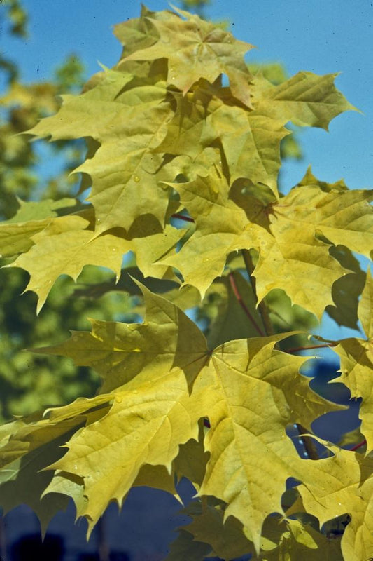 Princeton Gold Norway Maple