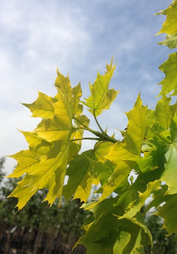 Princeton Gold Norway Maple