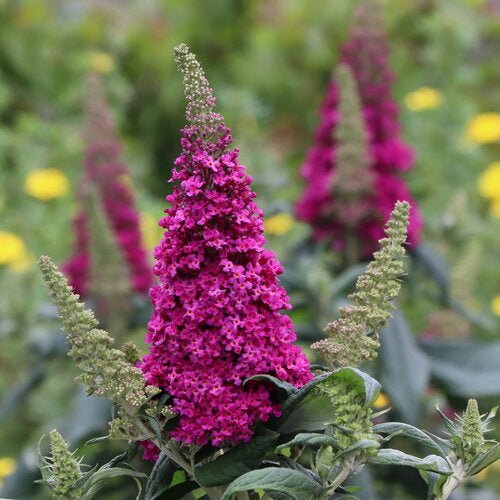 PUGSTER PICO PUNCH™ Butterfly Bush - LandscapeDirect