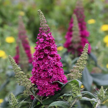 PUGSTER PICO PUNCH™ Butterfly Bush - LandscapeDirect