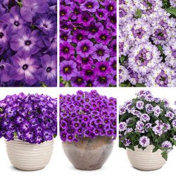 Purple Combo - Super Pack - LandscapeDirect