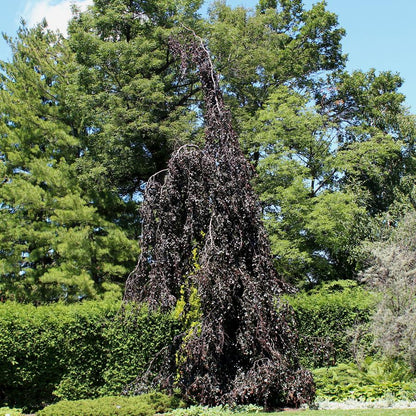 Purple Fountain Beech - LandscapeDirect