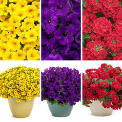 Bold Color combo - Super Pack