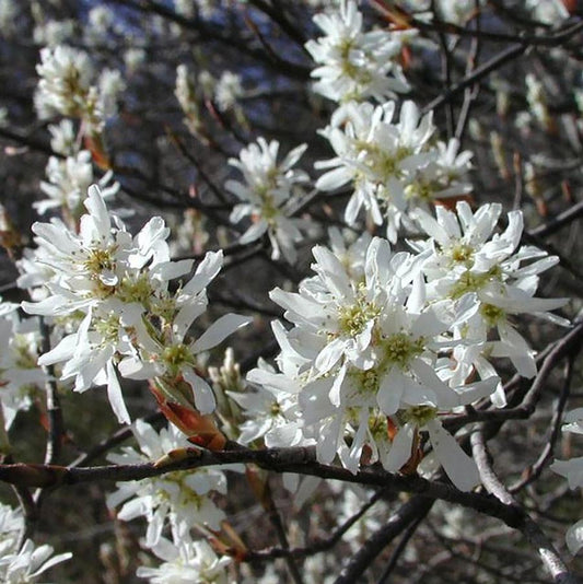 Rainbow Pillar Serviceberry