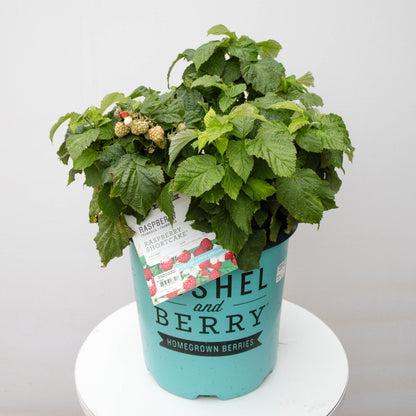 Raspberry Shortcake Thornless Raspberry - LandscapeDirect