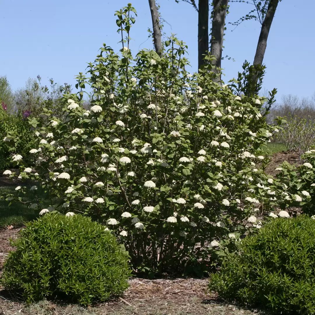 Red Balloon Viburnum - LandscapeDirect