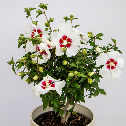 Red Heart Rose of Sharon/Althea - LandscapeDirect
