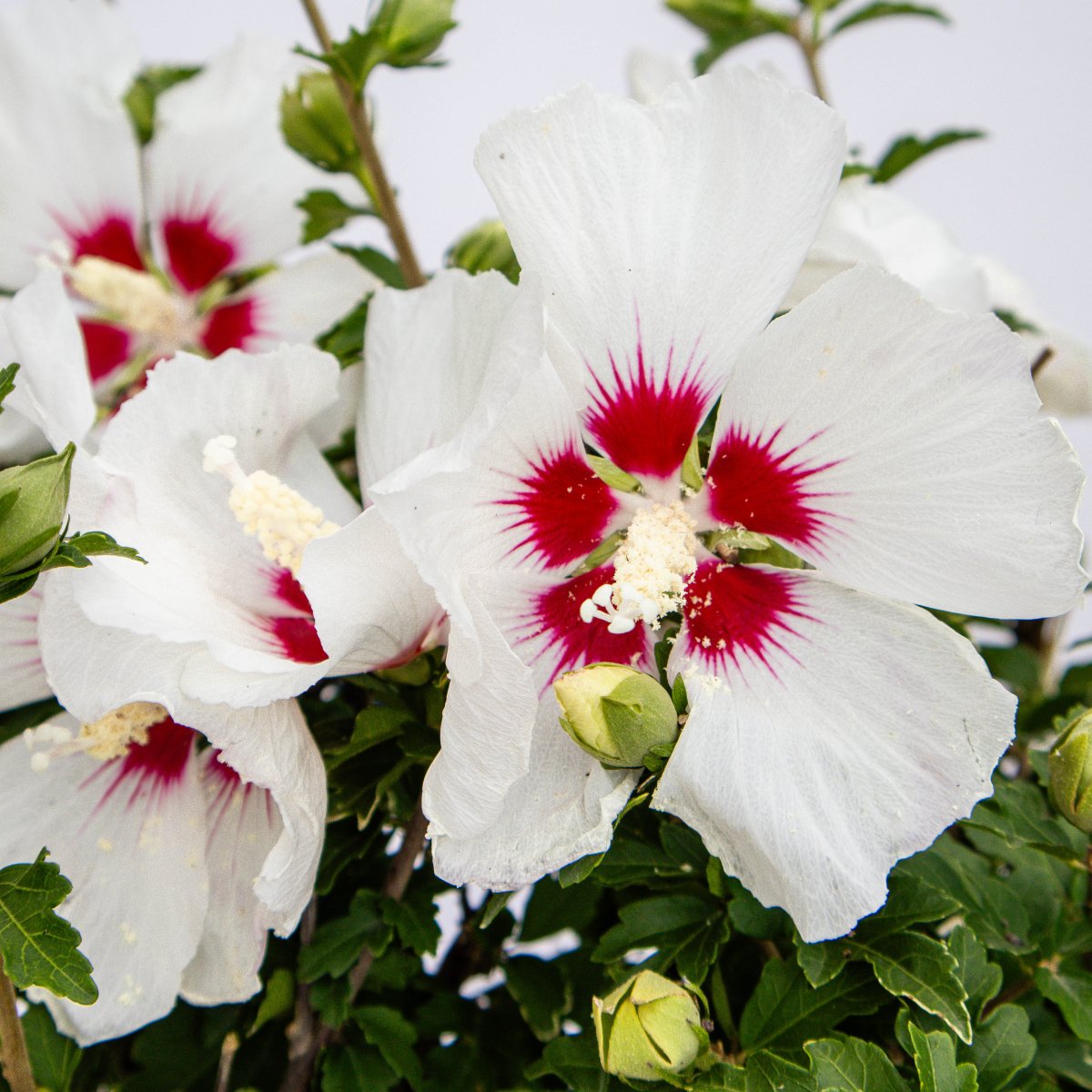 Red Heart Rose of Sharon/Althea - LandscapeDirect