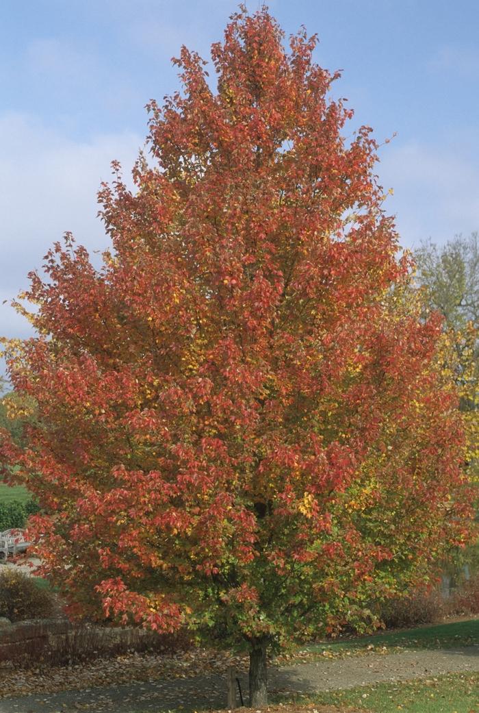 Red Sunset Red Maple