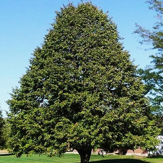 Redmond Linden