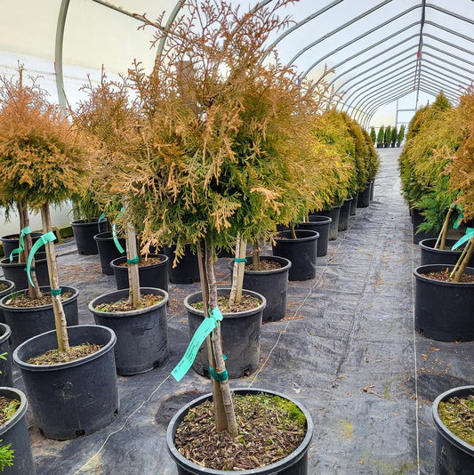 Rheingold Arborvitae - Standard