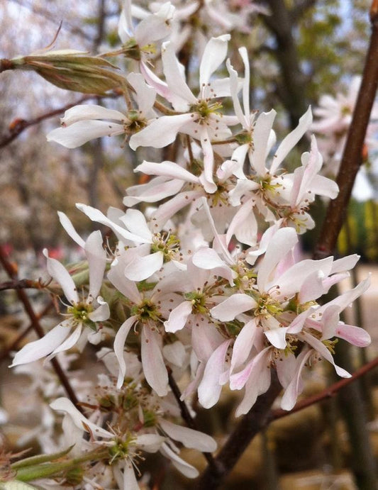 Robin Hill Serviceberry