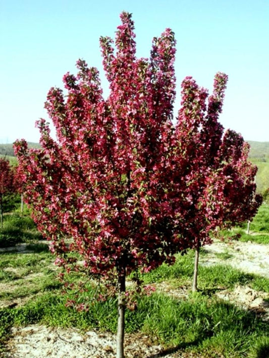 Robinson Crabapple