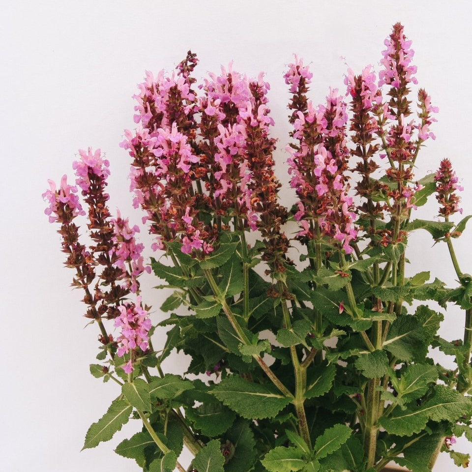 Rose Marvel Meadow Sage - LandscapeDirect