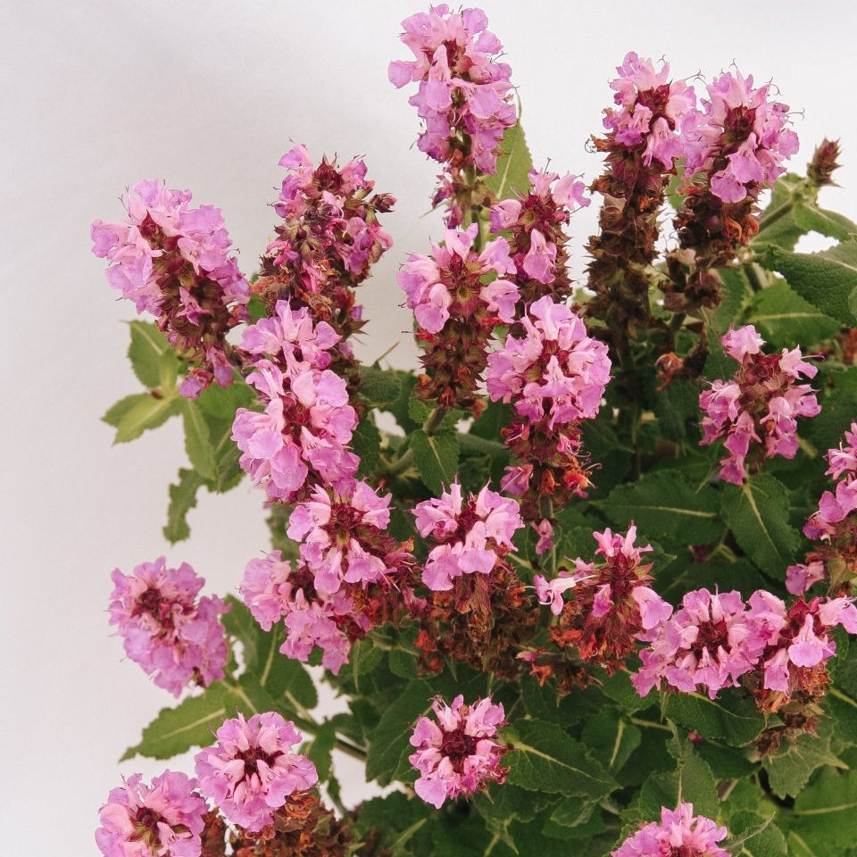 Rose Marvel Meadow Sage - LandscapeDirect