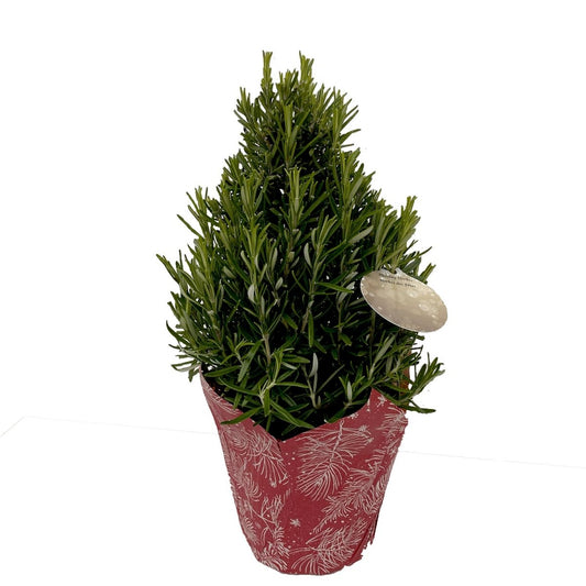Rosemary Tree Pyramid - LandscapeDirect